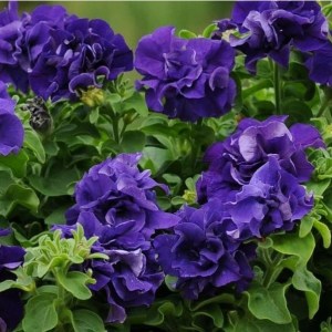 Double Cascade Blue